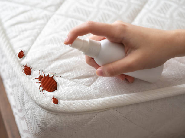 Best Affordable Pest Control Services  in New Miami, OH